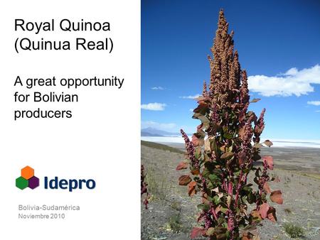 Royal Quinoa (Quinua Real) A great opportunity for Bolivian producers Bolivia-Sudamérica Noviembre 2010.