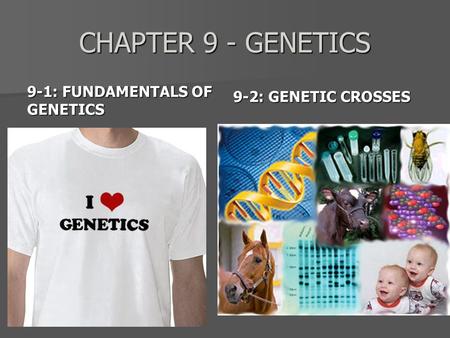 CHAPTER 9 - GENETICS 9-2: GENETIC CROSSES 9-1: FUNDAMENTALS OF GENETICS.