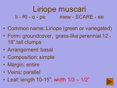 Liriope muscari li - RI - o - pe mew - SCARE - ee Common name: Liriope (green or variegated) Form: groundcover, grass-like perennial 12 - 18” tall clumps.