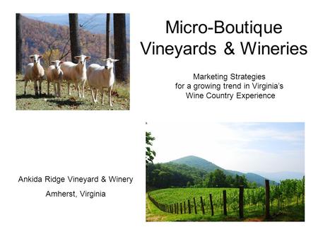 Micro-Boutique Vineyards & Wineries Marketing Strategies for a growing trend in Virginia’s Wine Country Experience Ankida Ridge Vineyard & Winery Amherst,