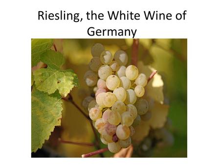 Riesling, the White Wine of Germany