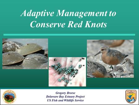Adaptive Management to Conserve Red Knots Gregory Breese Delaware Bay Estuary Project US Fish and Wildlife Service.