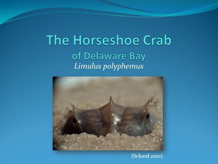 Limulus polyphemus (Schaul 2010). Outline Horseshoe Crab Overview Background Physical features Reproduction Nest Sites Life cycle Endangered? Why care?