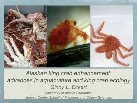 Alaskan king crab enhancement: advances in aquaculture and king crab ecology Ginny L. Eckert University of Alaska Fairbanks, Juneau Center School of Fisheries.