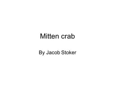 Mitten crab By Jacob Stoker. Description The mitten crab is about the size of the human hand, the easiest way of telling it is a mitten crab is the fur.