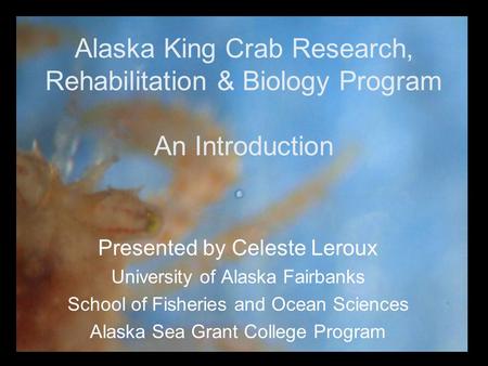 Alaska King Crab Research, Rehabilitation & Biology Program An Introduction Presented by Celeste Leroux University of Alaska Fairbanks School of Fisheries.