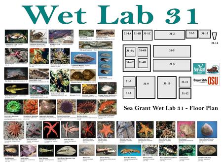 31-5 31-6 31-10 31-12 31-11 31-9 31-8 31-7 31-4C 31-4B 31-4A 31-4D 31-13 31-14 31-2 31-3 Sea Grant Wet Lab 31 - Floor Plan Stag Horn Sculpin – Leptocottus.