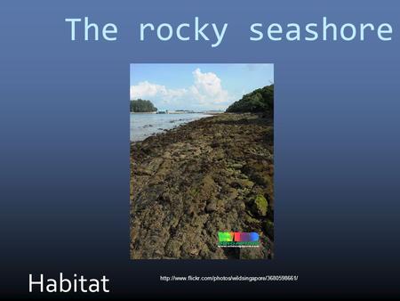 The rocky seashore Habitat