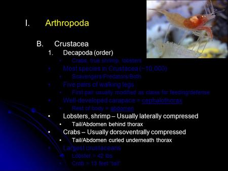 I. I.Arthropoda B. B.Crustacea 1. 1.Decapoda (order) Crabs, true shrimp, lobsters Most species in Crustacea (~10,000) Scavengers/Predators/Both Five pairs.