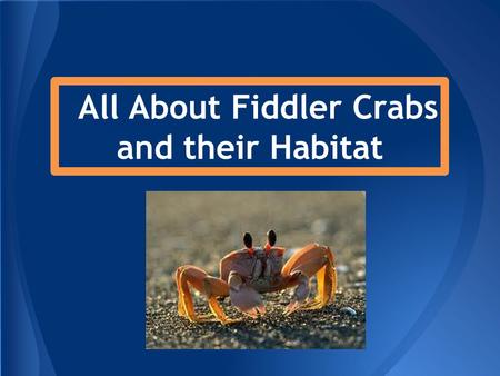 All About Fiddler Crabs and their Habitat. Today we are going to learn about: The Fiddler Crab, their characteristics, and their habitat.