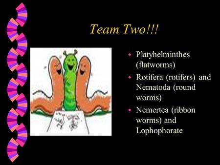Team Two!!! w Platyhelminthes (flatworms) w Rotifera (rotifers) and Nematoda (round worms) w Nemertea (ribbon worms) and Lophophorate.