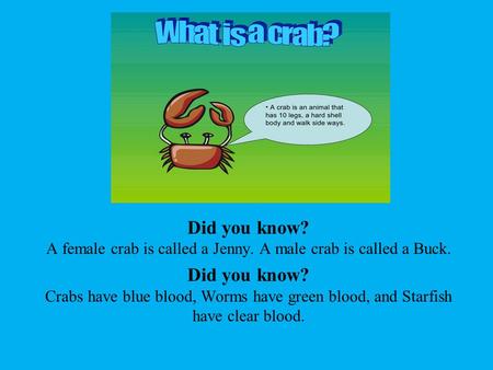 Did you know. A female crab is called a Jenny