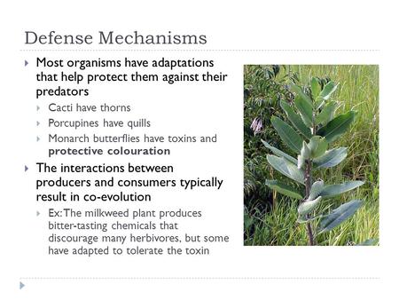 Defense Mechanisms  Most organisms have adaptations that help protect them against their predators  Cacti have thorns  Porcupines have quills  Monarch.