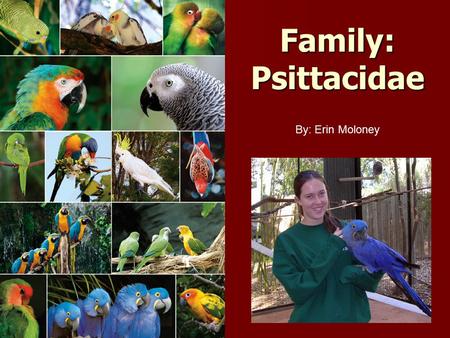 Family: Psittacidae By: Erin Moloney. Psittacidae Phylogeny Cacatuinae (cockatoos, galahs, and cockatiels) Loriculus (hanging parrots) Loriinae (lories.