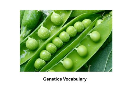 Mendelian Inheritance Vocabulary Mendleian Genetics Vocabulary.