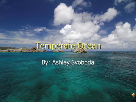 Temperate Ocean By: Ashley Svoboda. Where in the World The temperate oceans contain 71% of the worlds saltwater. The temperate oceans contain 71% of the.