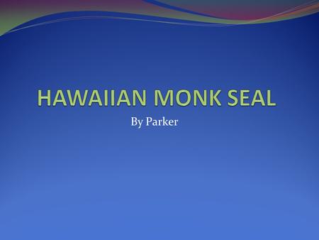 By Parker. INTRO The Hawaiian monk seal’s scientific name is Monachus Schauinslandi. The Hawaiian monk seal is a mammal. Hawaiian monk seals live in warm.