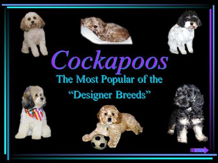 Cockapoos Cockapoos The Most Popular of the “Designer Breeds” The Most Popular of the “Designer Breeds” Click.
