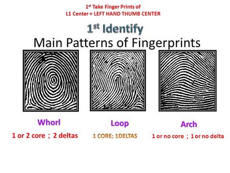 Main Patterns of Fingerprints Whorl Loop Arch 1 or 2 core ； 2 deltas 1 or no core ； 1 or no delta 1 st Take Finger Prints of L1 Center = LEFT HAND THUMB.