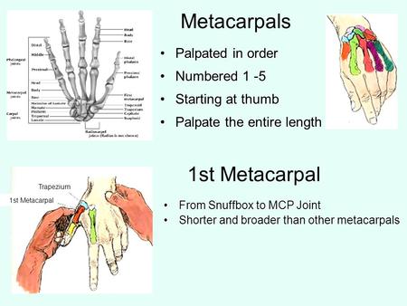 Metacarpals Palpated in order Numbered 1 -5 Starting at thumb Palpate the entire length 1st Metacarpal From Snuffbox to MCP JointFrom Snuffbox to MCP Joint.