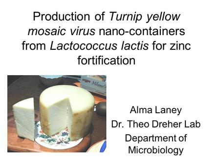Production of Turnip yellow mosaic virus nano-containers from Lactococcus lactis for zinc fortification Alma Laney Dr. Theo Dreher Lab Department of Microbiology.