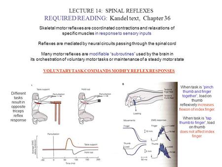 LECTURE 14: SPINAL REFLEXES REQUIRED READING: Kandel text, Chapter 36 Skeletal motor reflexes are coordinated contractions and relaxations of specific.