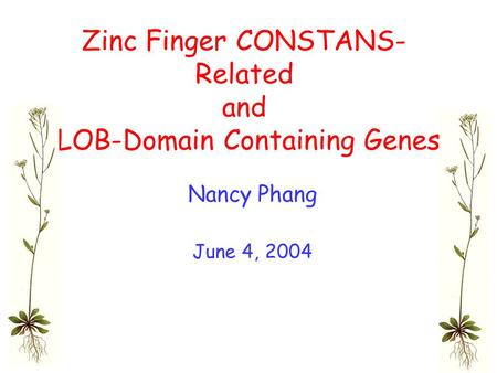 Zinc Finger CONSTANS- Related and LOB-Domain Containing Genes Nancy Phang June 4, 2004.