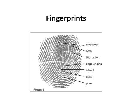 Fingerprints. Structure (basics) Finger Pads –fleshy part of finger tip used for touching and gripping Grooves – narrow valleys between ridges Friction.
