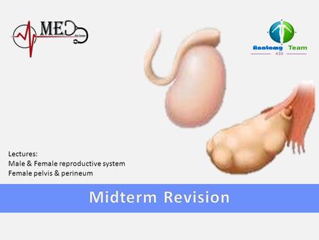 Midterm Revision Lectures: Male & Female reproductive system