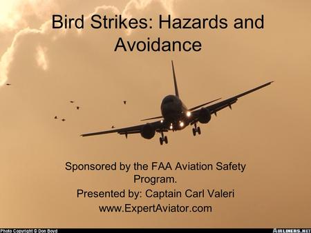Bird Strikes: Hazards and Avoidance