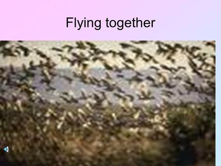 Flying together. Geese Reading Skills Flock of wild geese.