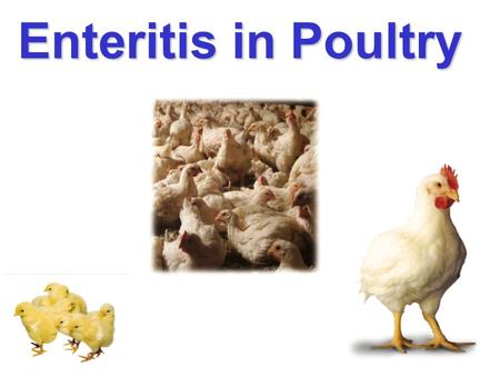 Enteritis in Poultry.