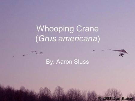 Whooping Crane (Grus americana) By: Aaron Sluss. Morphological Characteristics Tall bird- nearly 5 feet Adults white with red patch on crown Long white.