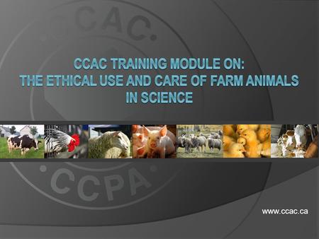 Www.ccac.ca.  This training module is relevant to all farm animal users, including those working with: dairy and beef cattle dairy and beef cattle sheep.