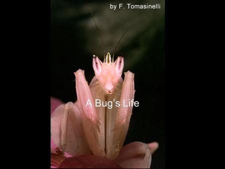 A Bug’s Life.