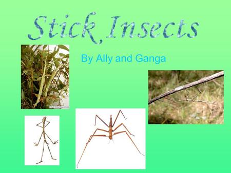 By Ally and Ganga. Stick insects are thin stick like insects which live where there is enough trees (with leaves) to eat. They can be either green or.