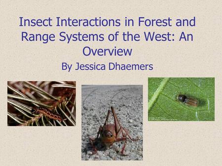 Insect Interactions in Forest and Range Systems of the West: An Overview By Jessica Dhaemers.