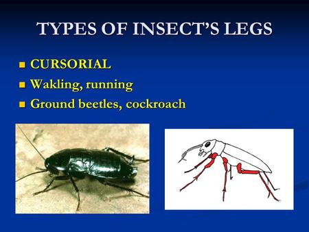 TYPES OF INSECT’S LEGS CURSORIAL Wakling, running
