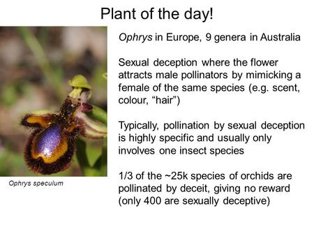 Plant of the day! Ophrys in Europe, 9 genera in Australia