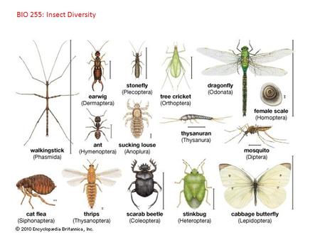 BIO 255: Insect Diversity. I. Insect Diversity A. In Taxonomic Context.