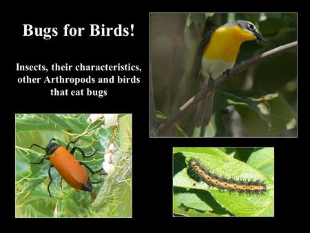 Bugs for Birds! Insects, their characteristics, other Arthropods and birds that eat bugs.