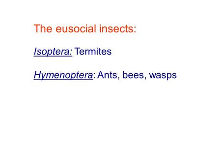 The eusocial insects: Isoptera: Termites Hymenoptera: Ants, bees, wasps.