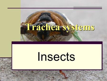 Trachea systems Insects. The life of an Insect Most insects are small terrestrial animals (live on land). They have a large surface area to volume ratio.