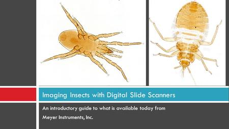 An introductory guide to what is available today from Meyer Instruments, Inc. Imaging Insects with Digital Slide Scanners.