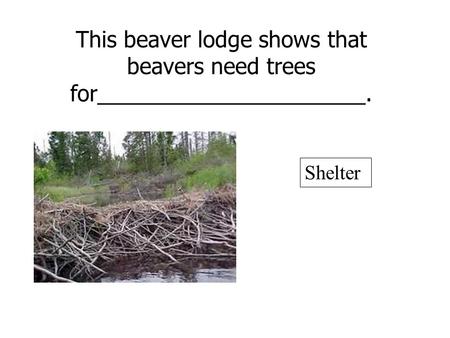 This beaver lodge shows that beavers need trees for______________________. Shelter.