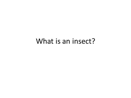 What is an insect?. Are insects animals? Here you can put photos of a diversity of animals. I recommend obvious ones that most students would intuitively.