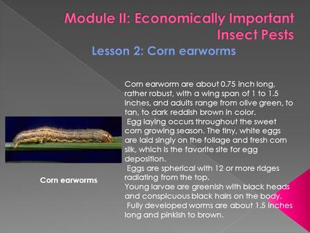 Corn earworm are about 0.75 inch long, rather robust, with a wing span of 1 to 1.5 inches, and adults range from olive green, to tan, to dark reddish brown.