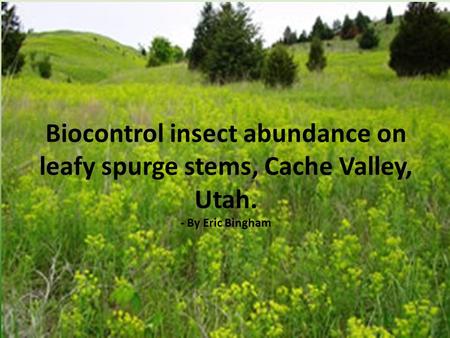 Biocontrol insect abundance on leafy spurge stems, Cache Valley, Utah. - By Eric Bingham.