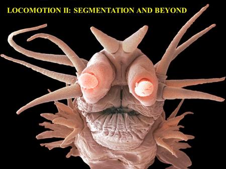 LOCOMOTION II: SEGMENTATION AND BEYOND. The next step - worms.
