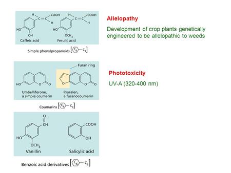 Allelopathy Development of crop plants genetically engineered to be allelopathic to weeds Phototoxicity UV-A (320-400 nm)
